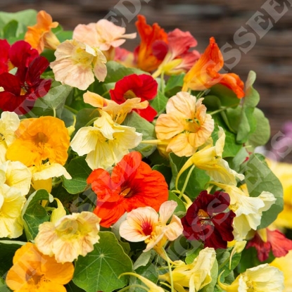 Picture of Nasturtium Tip Top Formula Mix